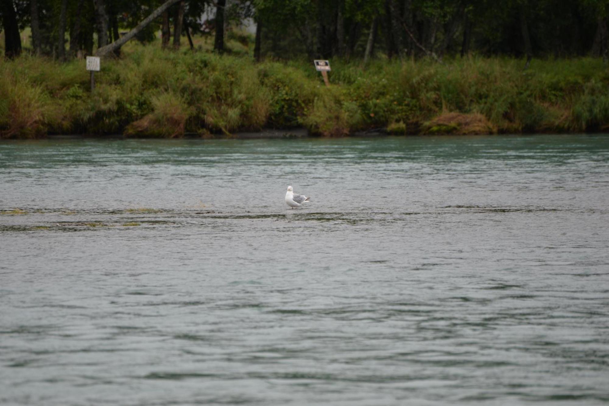 קנאי Salmon Catcher Lodge מראה חיצוני תמונה